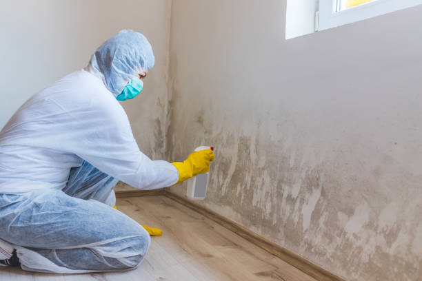 Licensed Black Mold Removal service in Beavertown, PA - WQB Mold Removal